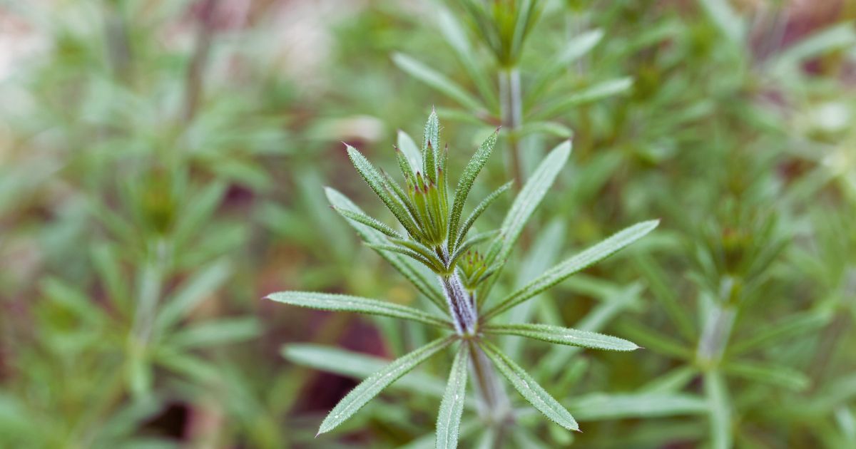 Cleavers: An Herb for Gentle Detoxification. Image features a close up image of the Cleavers herb.