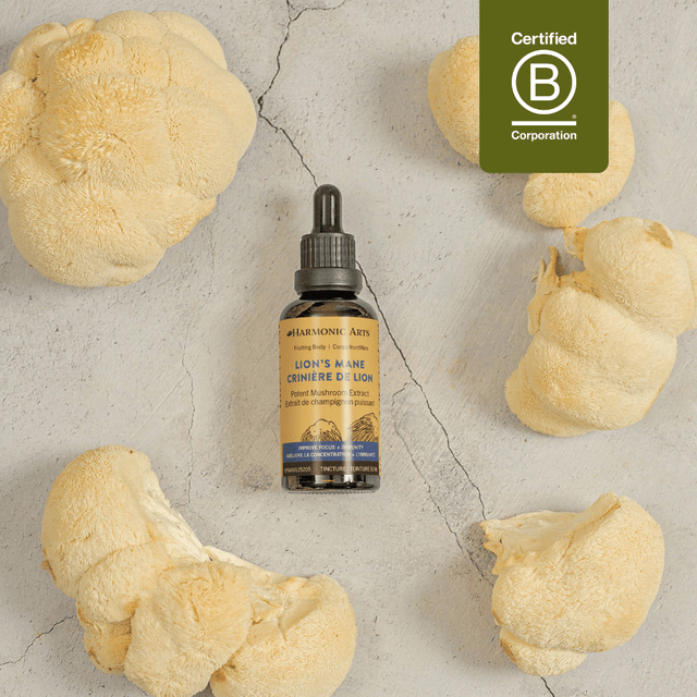 Lion's Mane Mushroom Tincture - Harmonic Arts
