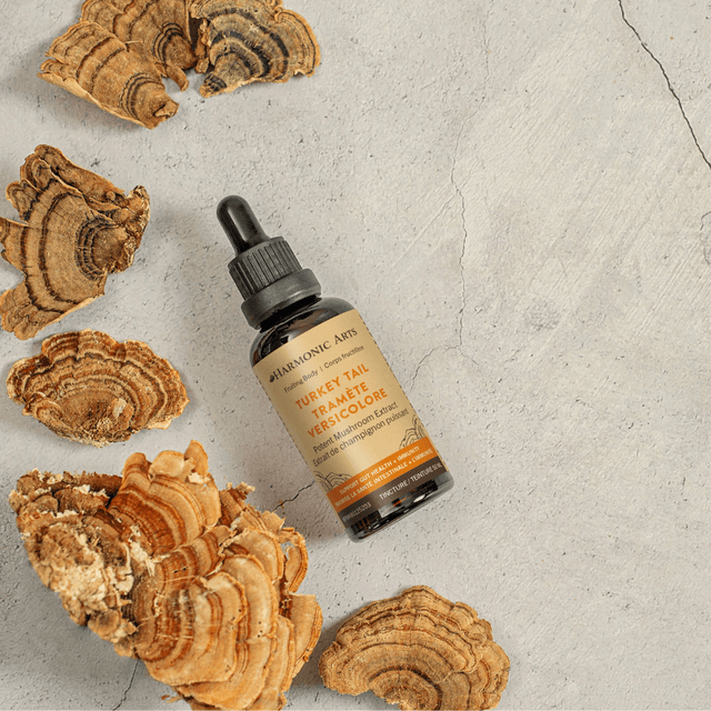 Turkey Tail Mushroom Tincture - Harmonic Arts