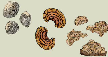 3 Functional Mushrooms for Nervous System Support