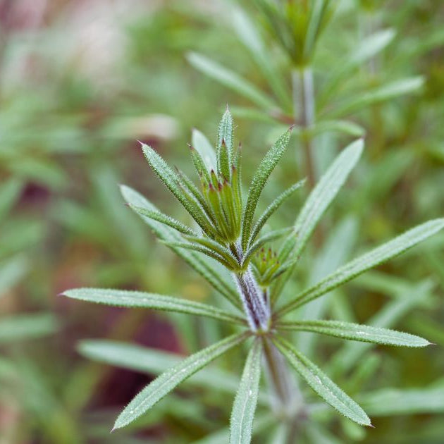 Cleavers: An Herb for Gentle Detoxification. Image features a close up image of the Cleavers herb.