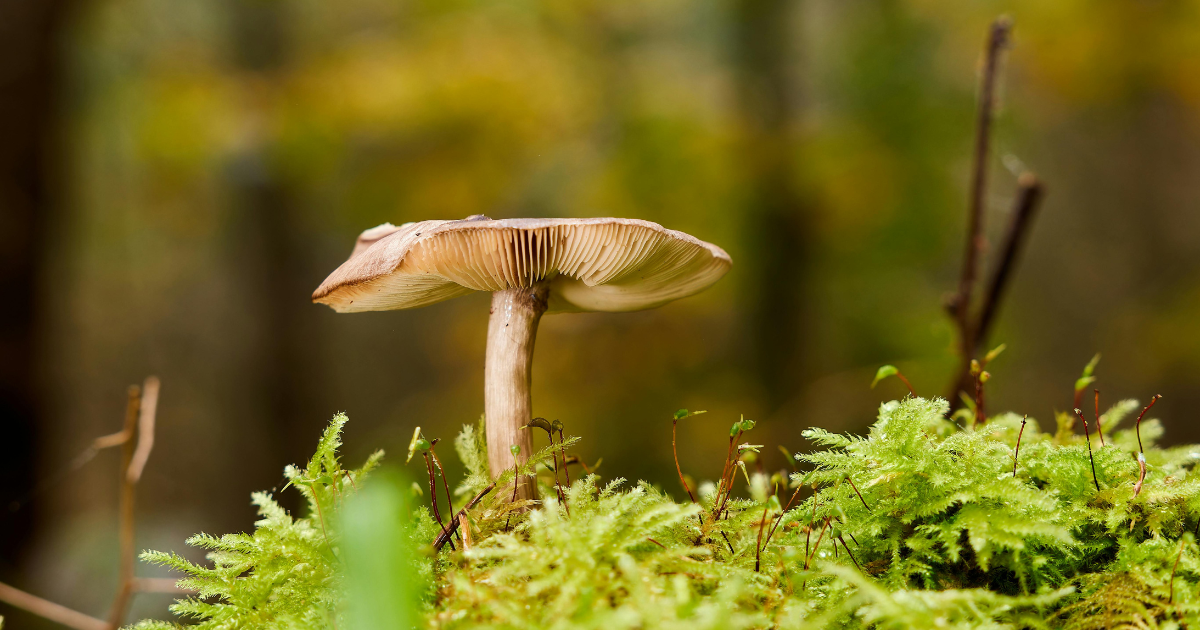 Image features a wild mushroom growing out of a patch of bright green moss