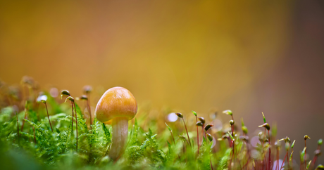 What is the Difference Between Functional and Psychedelic Mushrooms?