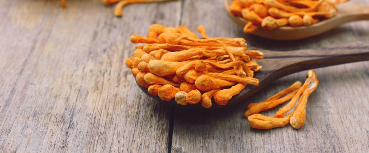 A Guide to Cordyceps (Cordyceps sinensis, Cordyceps militaris) - Harmonic Arts