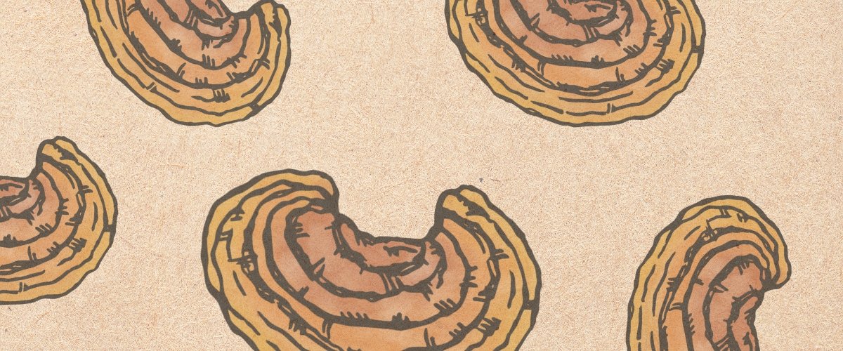 A Guide to Reishi (Ganoderma lucidum) - Harmonic Arts