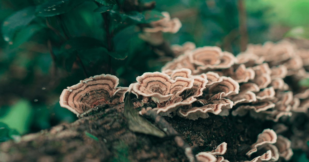 A Guide to Turkey Tail (Trametes / Coriolus versicolor) - Harmonic Arts