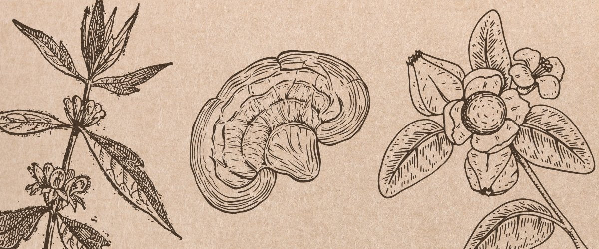 Adrenal-Supportive Herbs for Grief & Loss - Harmonic Arts