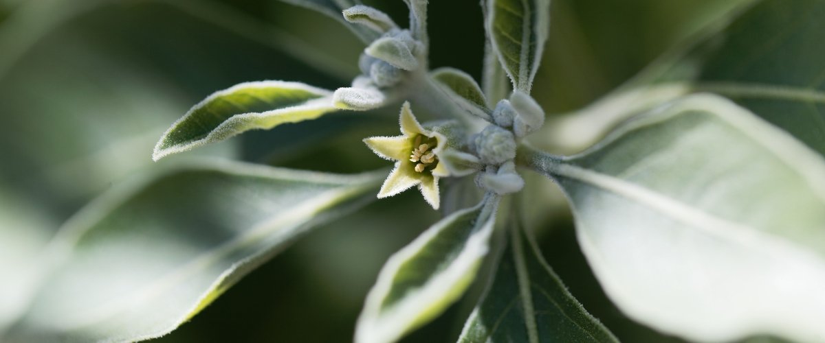 Ashwagandha: An Herb for Resilience & Beyond - Harmonic Arts