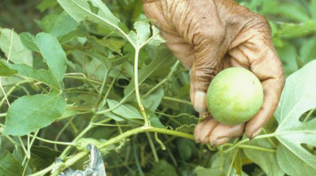 Celebrating the Legacy of Black Herbalists - Harmonic Arts