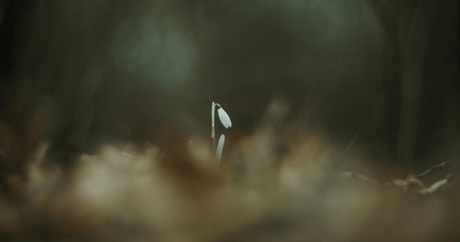 Cultivating Resilience Through Uncertain Times - Harmonic Arts