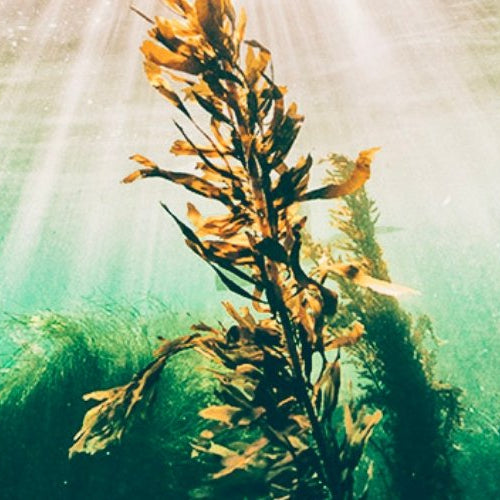 Discover the Health Benefits of Brown Seaweed Extract - Harmonic Arts