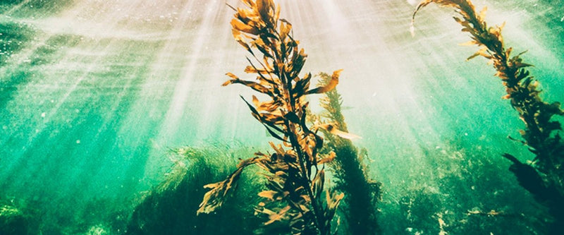 Discover the Health Benefits of Brown Seaweed Extract Harmonic