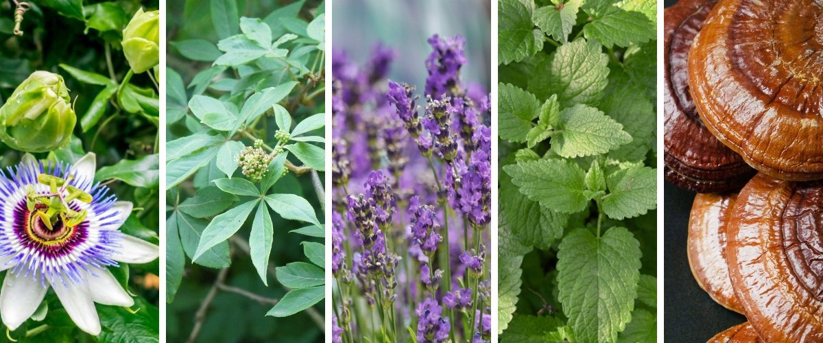 Easing Stress with Herbs & Mushrooms - Harmonic Arts