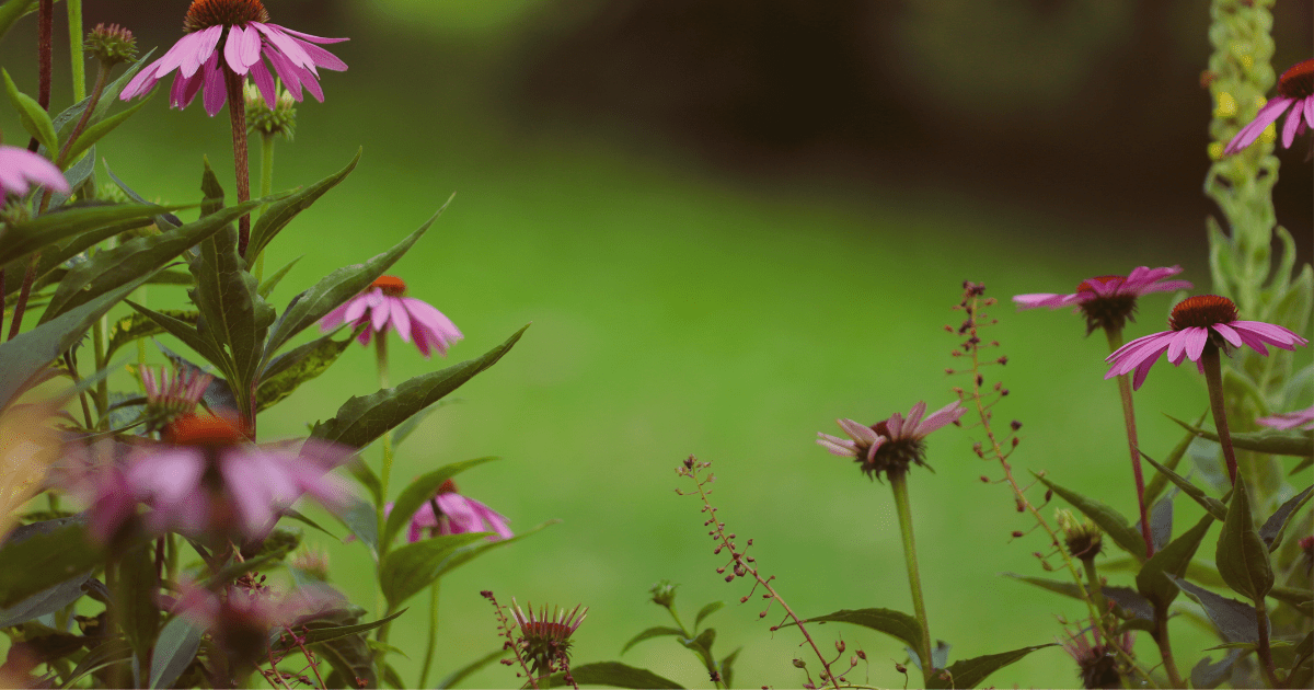 Good for You, Good for the Planet: Our B Corp Certification Journey - Harmonic Arts