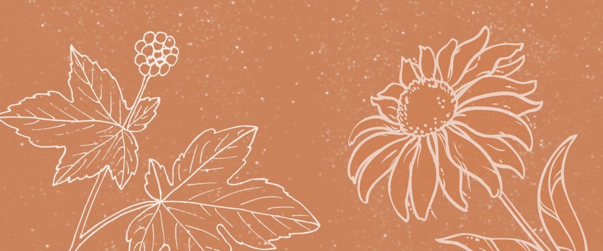 Herbs & Habits for Building Immunity - Harmonic Arts