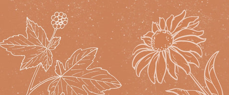 Herbs & Habits for Building Immunity - Harmonic Arts