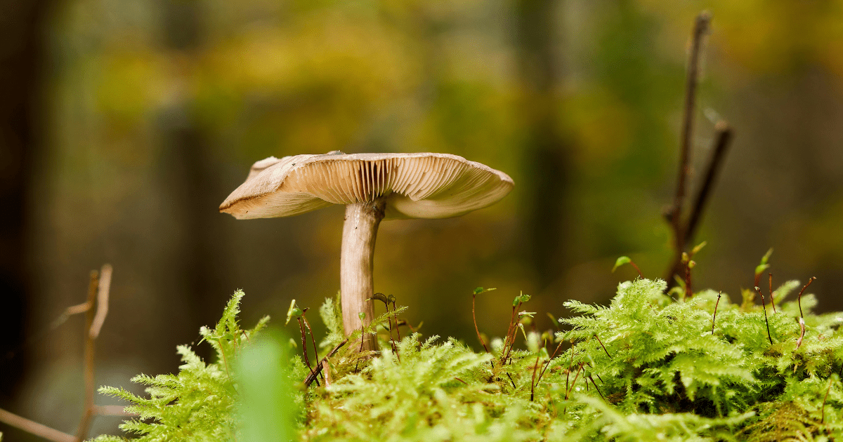 Herbs & Mushrooms for Wildfire Season - Harmonic Arts