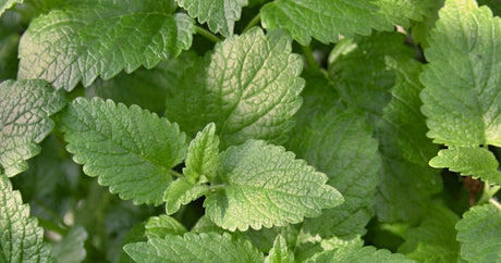 Lemon Balm: An Herb for the Nervous System & Beyond - Harmonic Arts