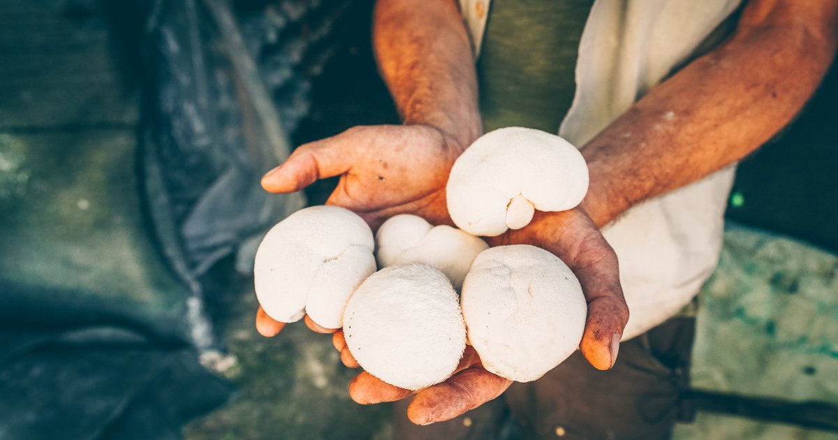 Lion’s Mane: Nature’s Brain Booster - Harmonic Arts