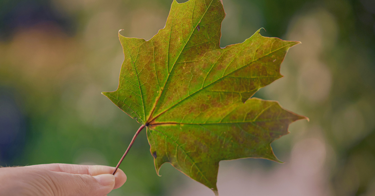 Harmonic Arts Products are Made in Canada