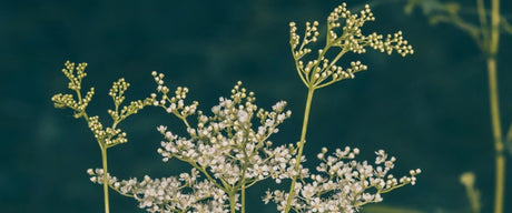 Meadowsweet: An Herb for Digestion & Beyond - Harmonic Arts