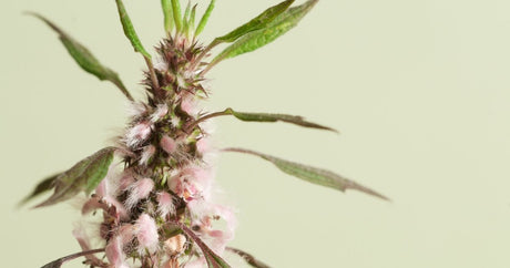 Motherwort: The Lion-Hearted Herb - Harmonic Arts