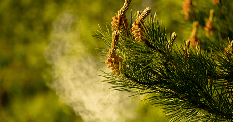 Pine Pollen for Men's Health - Harmonic Arts