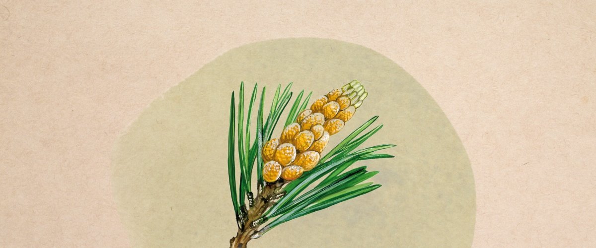 Poudre de pollen de pin - Récoltée à l'état sauvage — Harmonic Arts