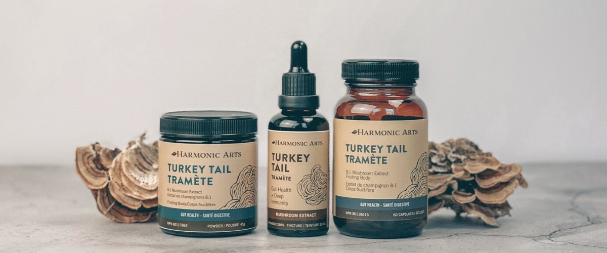 How to Choose Between Turkey Tail Capsules And Powder And Tincture