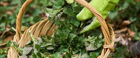 Spring Herbs to Forage on the West Coast - Harmonic Arts