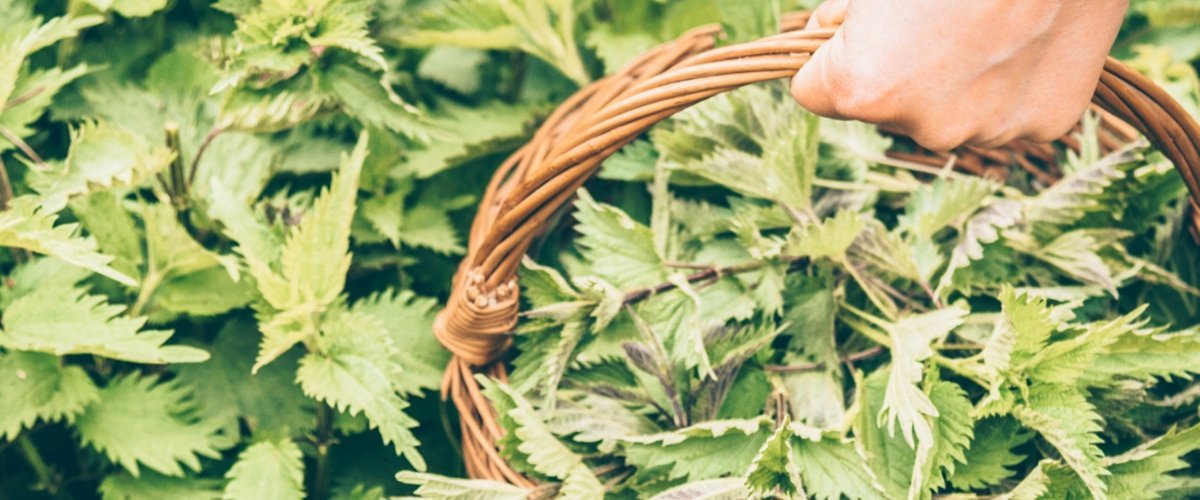 Stinging Nettle: A Springtime Superfood - Harmonic Arts