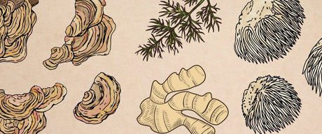Supporting Digestion with Mushrooms & Herbs - Harmonic Arts