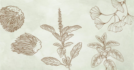 Understanding Nootropics: Herbs & Mushrooms for Brain Health - Harmonic Arts