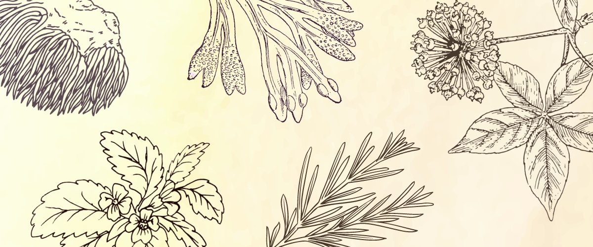 Uplifting Herbs for Mental and Emotional Fatigue - Harmonic Arts