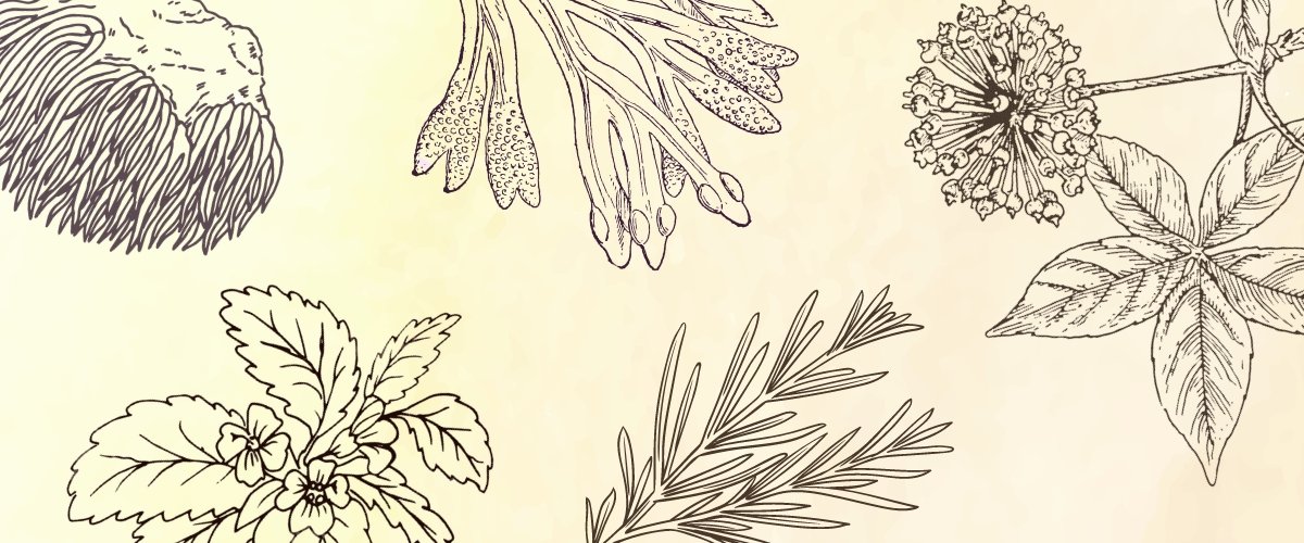 Uplifting Herbs to Soothe the Winter Blues - Harmonic Arts