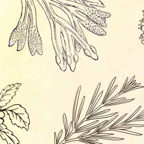 Uplifting Herbs to Soothe the Winter Blues - Harmonic Arts