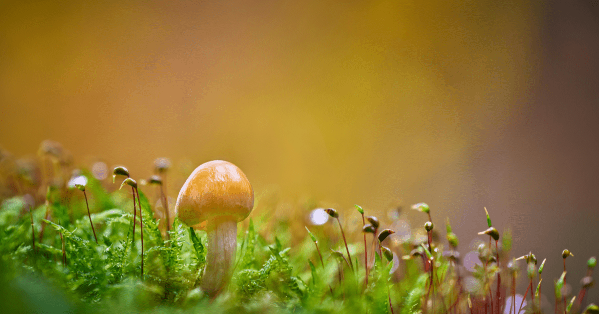 What is the Difference Between Functional and Psychedelic Mushrooms? - Harmonic Arts