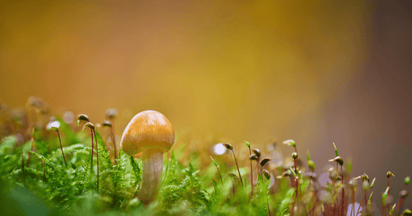 What is the Difference Between Functional and Psychedelic Mushrooms? - Harmonic Arts