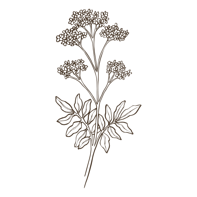Feel Calm Tincture
