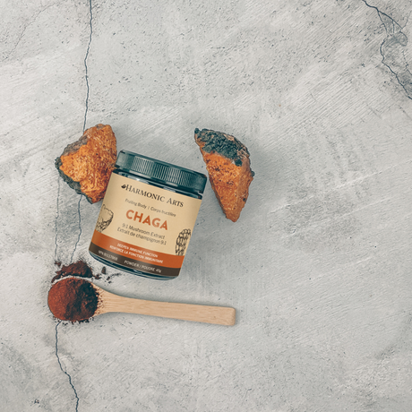 Poudre de chaga concentrée 
