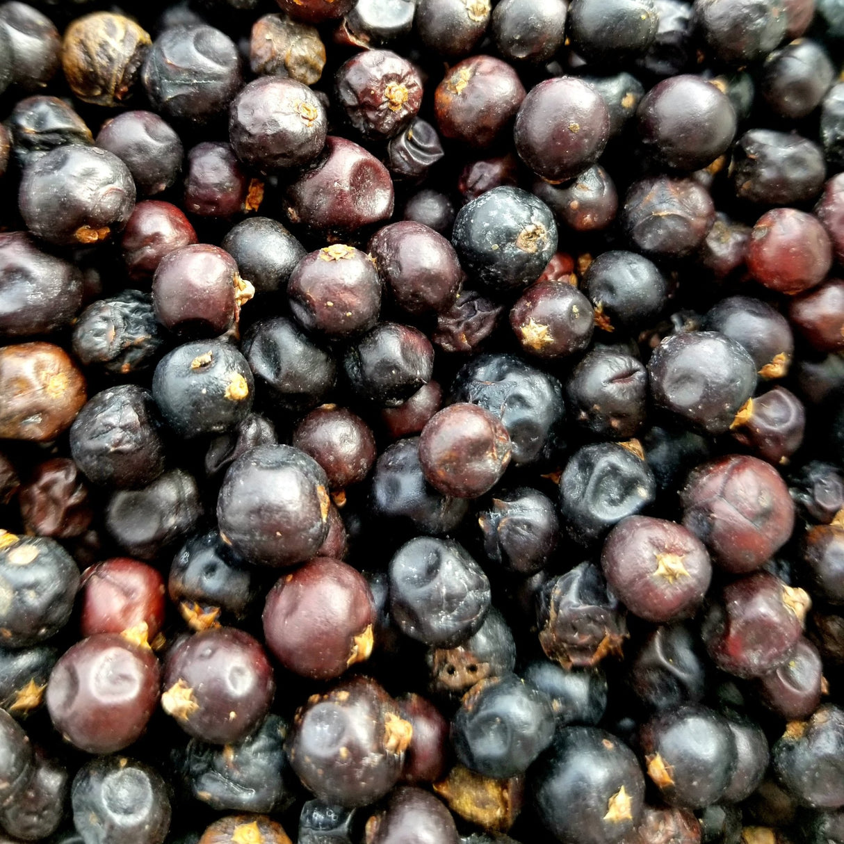 Juniper Berries - Organic - Harmonic Arts