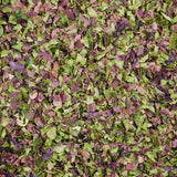 Sea - Veg Blend - Organic - Harmonic Arts